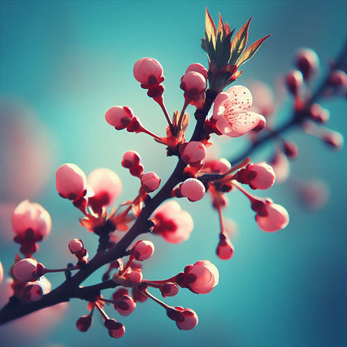 Gemmothérapie herboristerie Paris